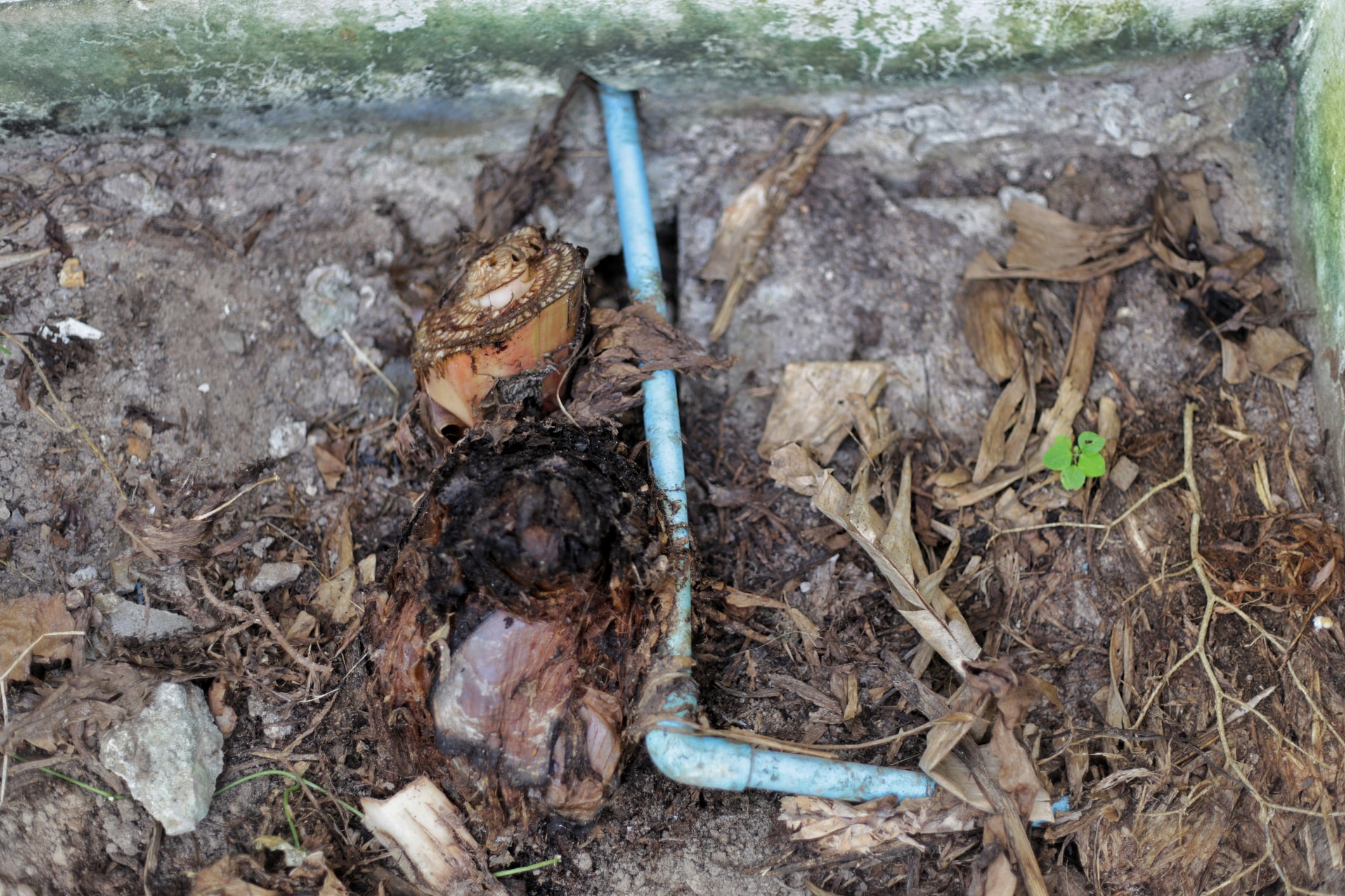 Tree Root Intrusion